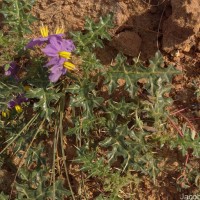 Solanum virginianum L.